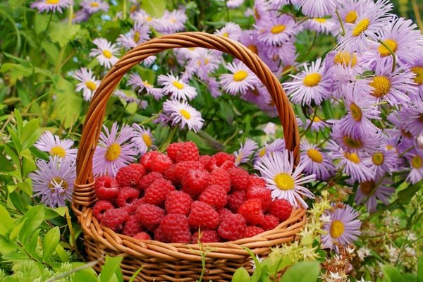 Cesta com framboesas suculentas ao lado de flores