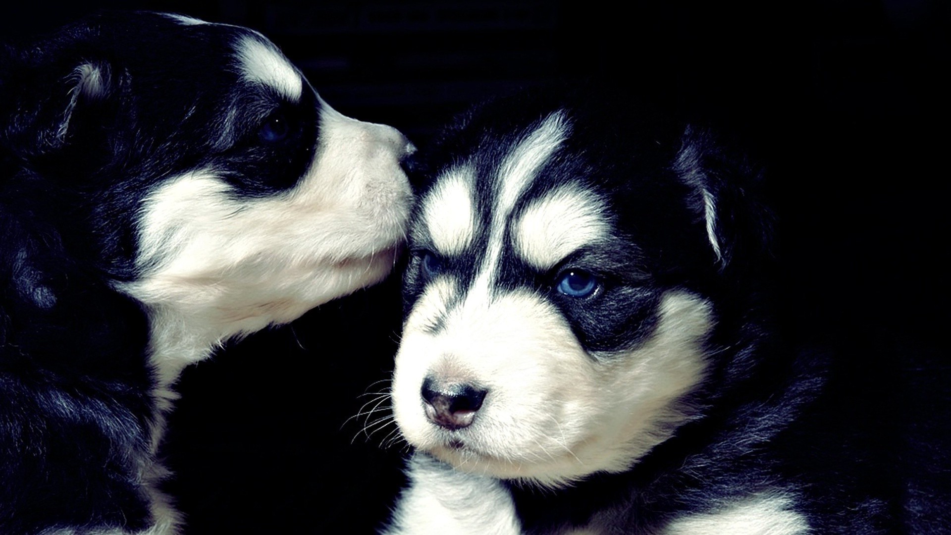 cani cane mammifero animale canino animale domestico ritratto carino cucciolo pelliccia uno piccolo occhio domestico studio anteprima adorabile razza