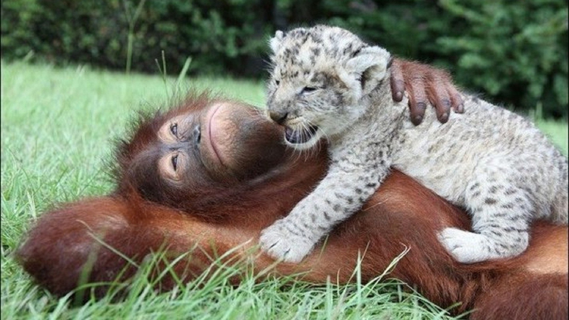 animais mamífero animal vida selvagem jardim zoológico natureza grama selvagem retrato fofa gato predador pele grande parque