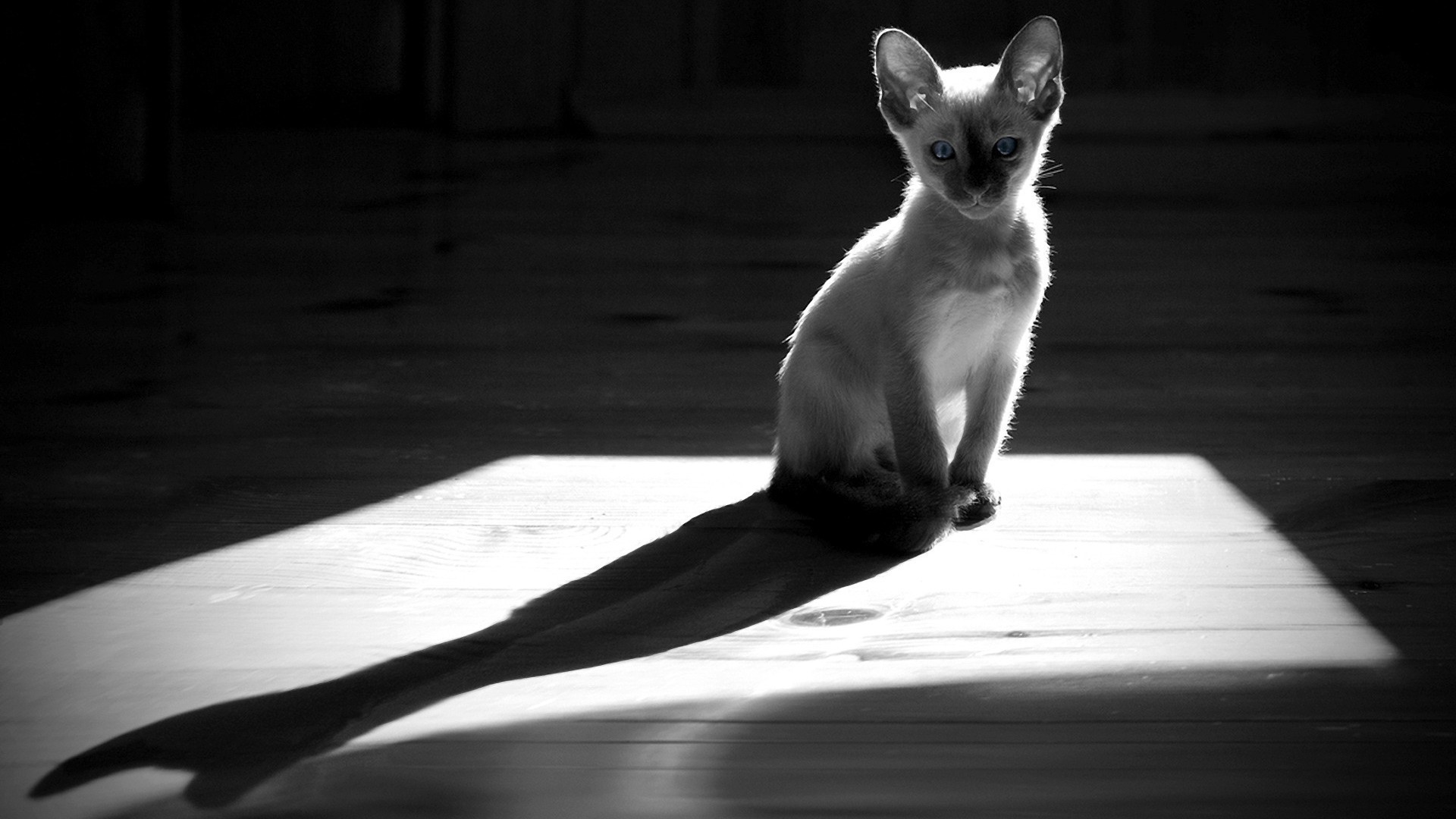 gatti monocromatico singolo gatto ritratto mammifero animale domestico strada