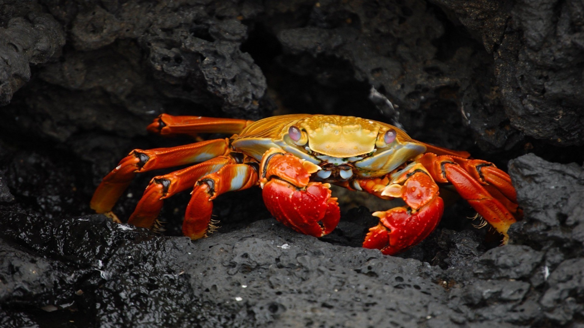 tiere krebse krabbe muscheln wirbellose meeresfrüchte hummer fisch wasser ein ozean meer tageslicht natur klaue