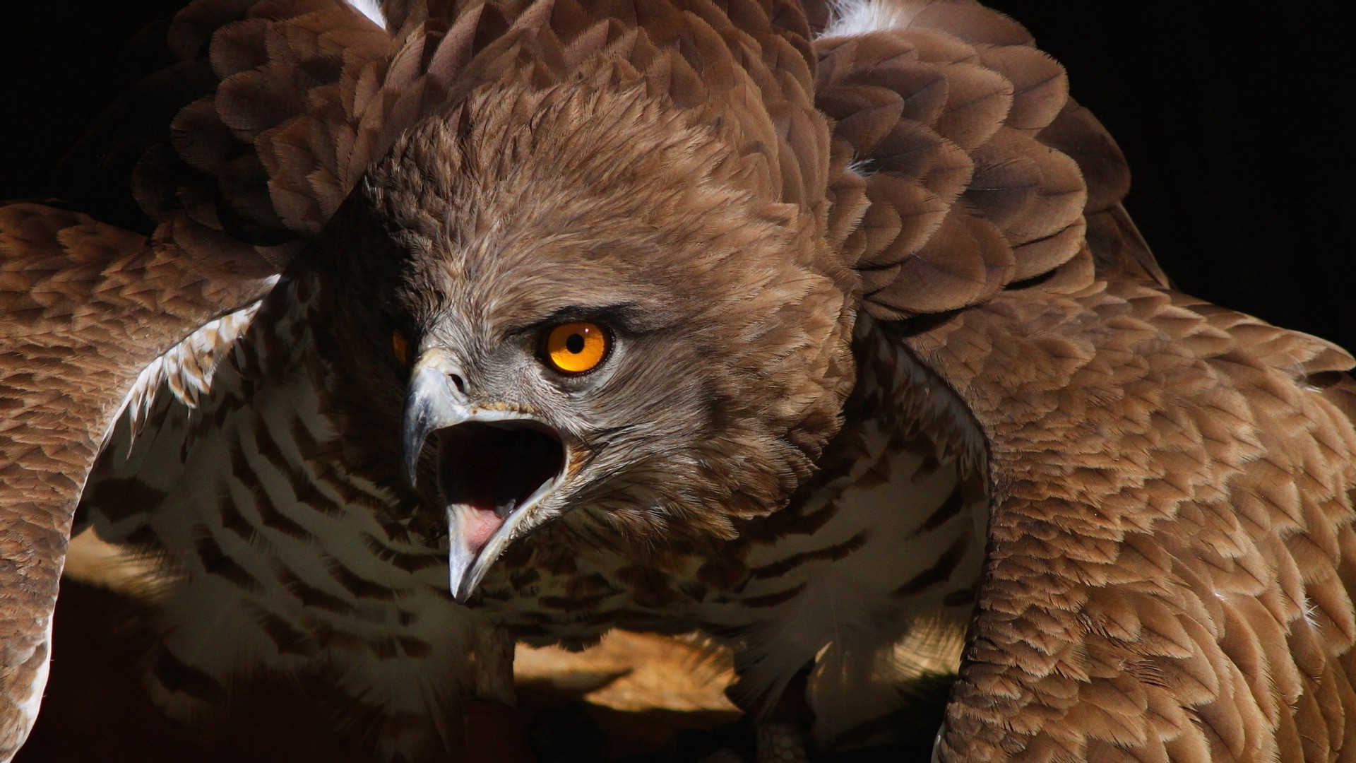 animais raptor pássaro águia vida selvagem presa retrato falcão falcoaria predador sozinho animal natureza caçador jardim zoológico olho