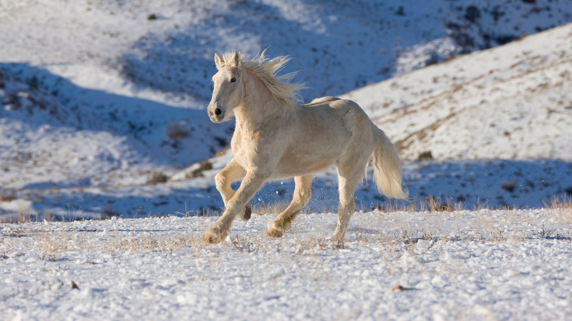 caballos nieve invierno naturaleza al aire libre animal caballería mamífero caballo salvaje mare rural mane vida silvestre campo frío cría de caballos