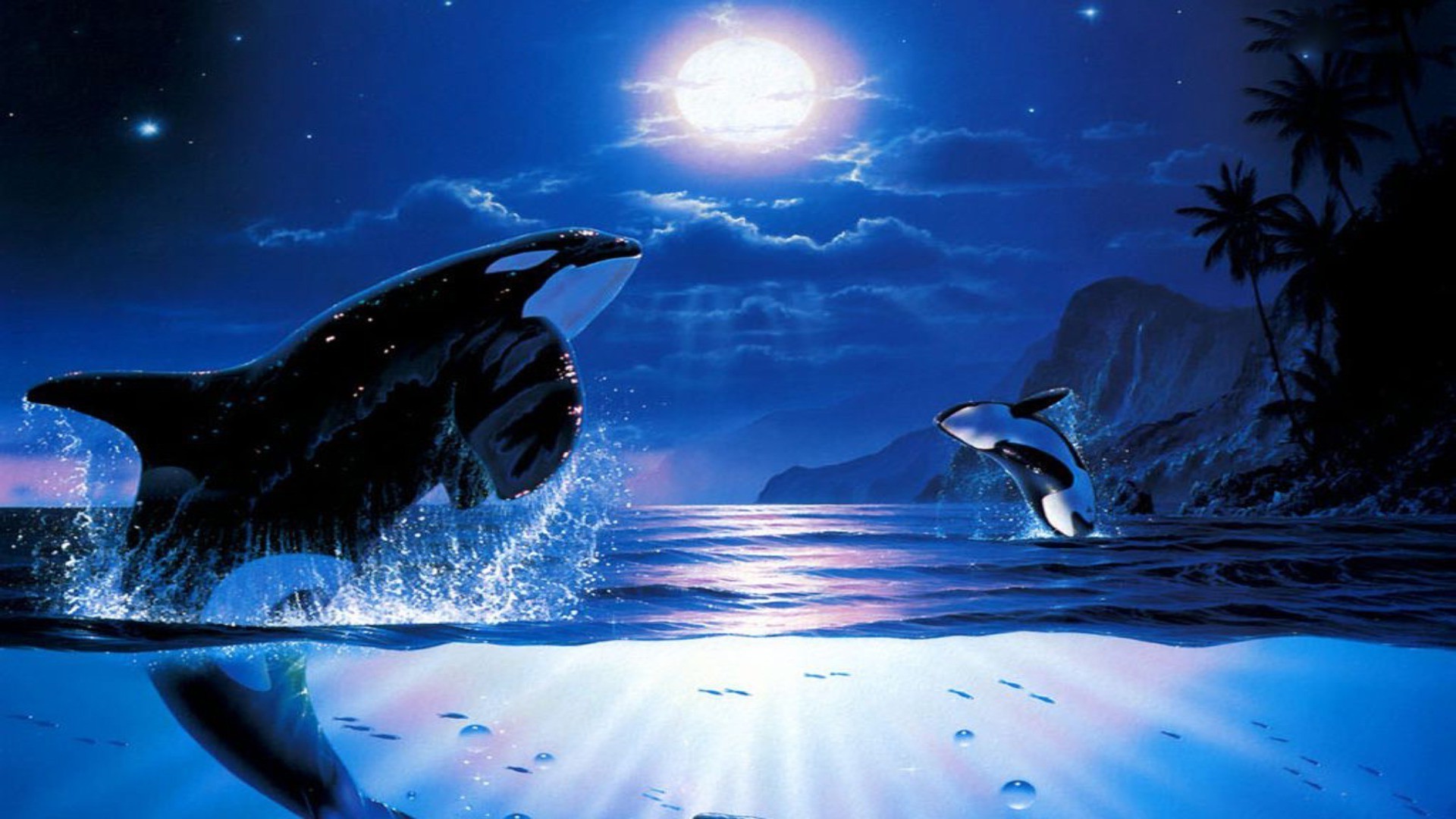 animali luna sott acqua acqua oceano nuoto natura mare viaggi sole