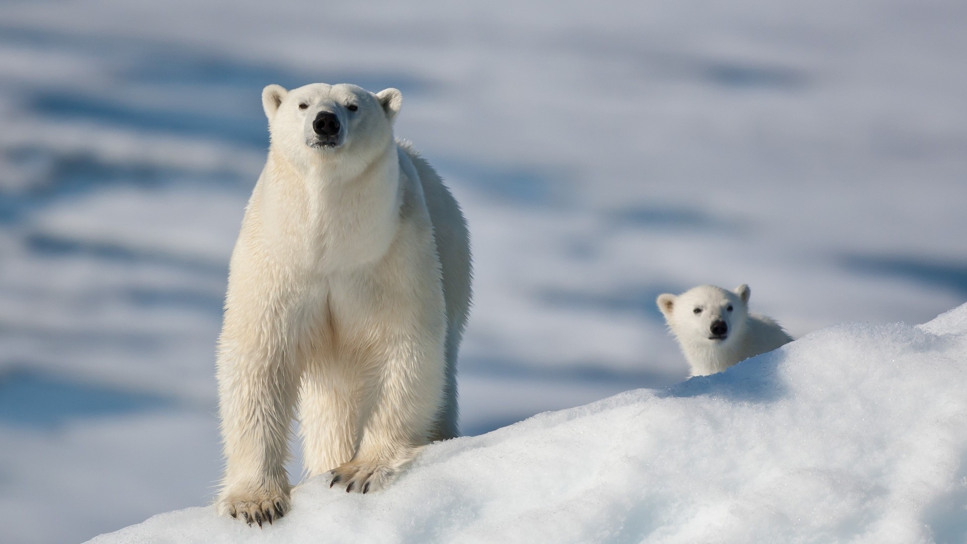 niedźwiedzie mroźny śnieg zima polarny ssak lód dzika zimna tundra śliczne