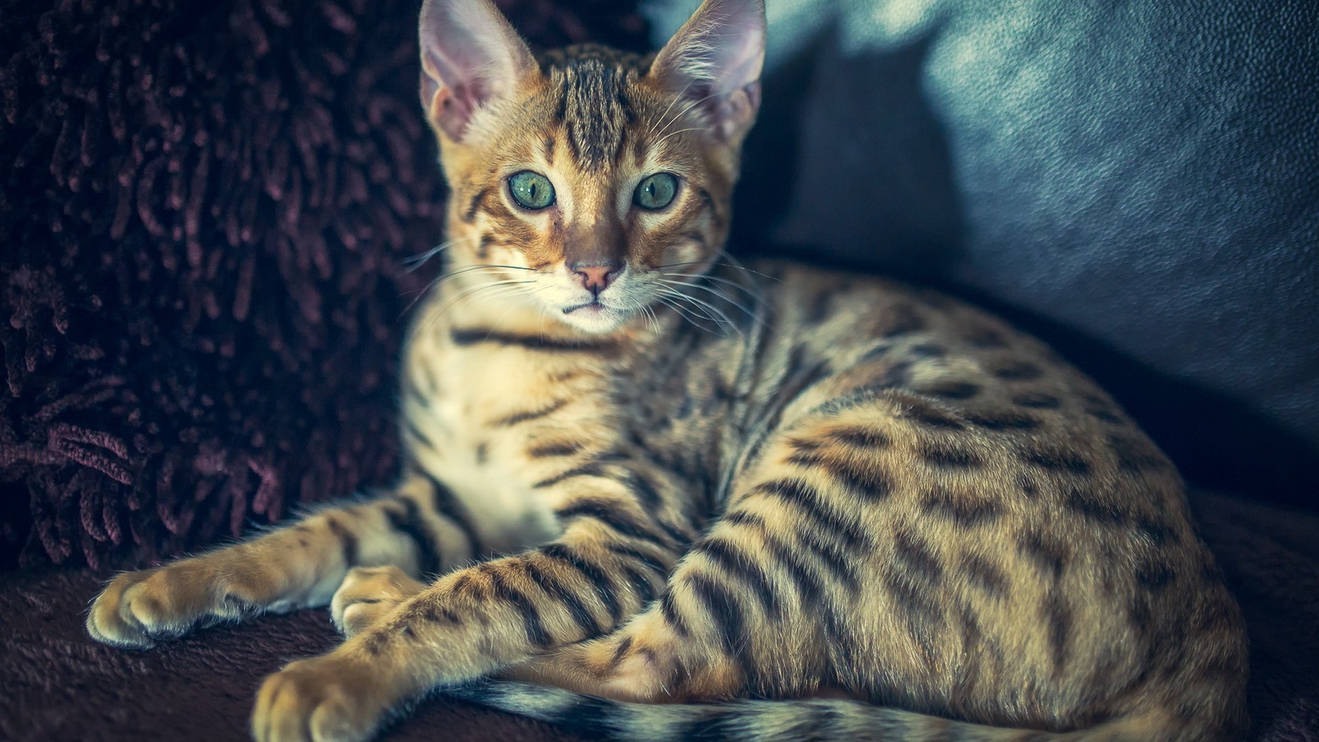 katze katze säugetier fell porträt tier niedlich streifen ein haustier auge