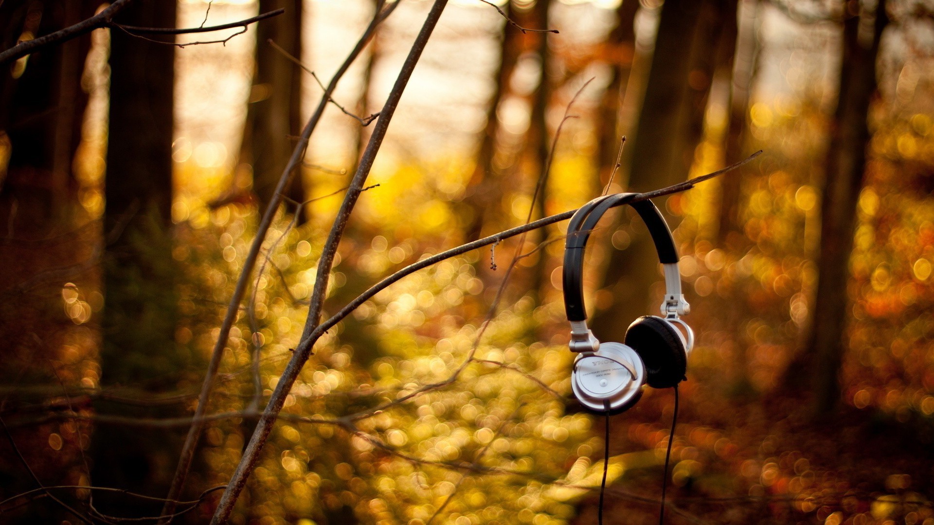 música otoño madera madera naturaleza hoja al aire libre oro parque luz solo