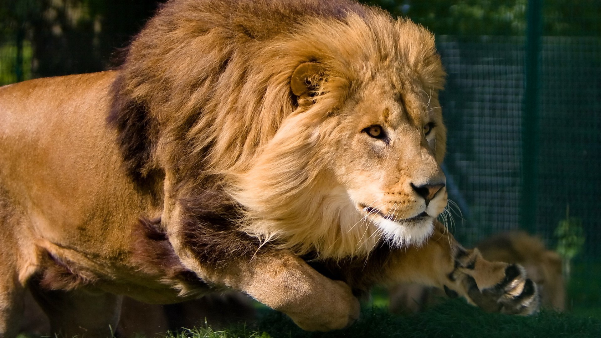 lions lion chat mammifère faune prédateur animal sauvage fourrure portrait zoo manet safari lionne nature mangeur de viande oeil chasseur grand panthère