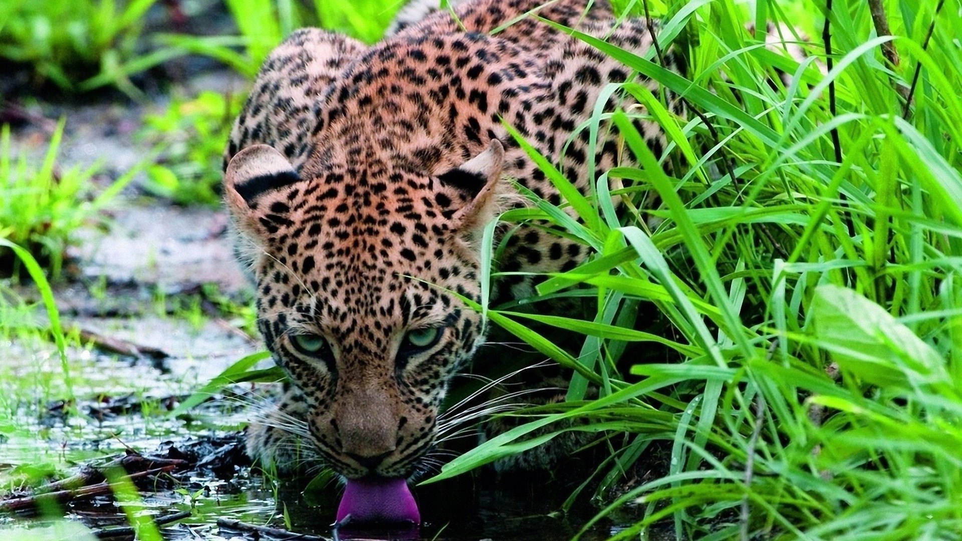 animaux la nature la faune sauvage herbe animal à l extérieur