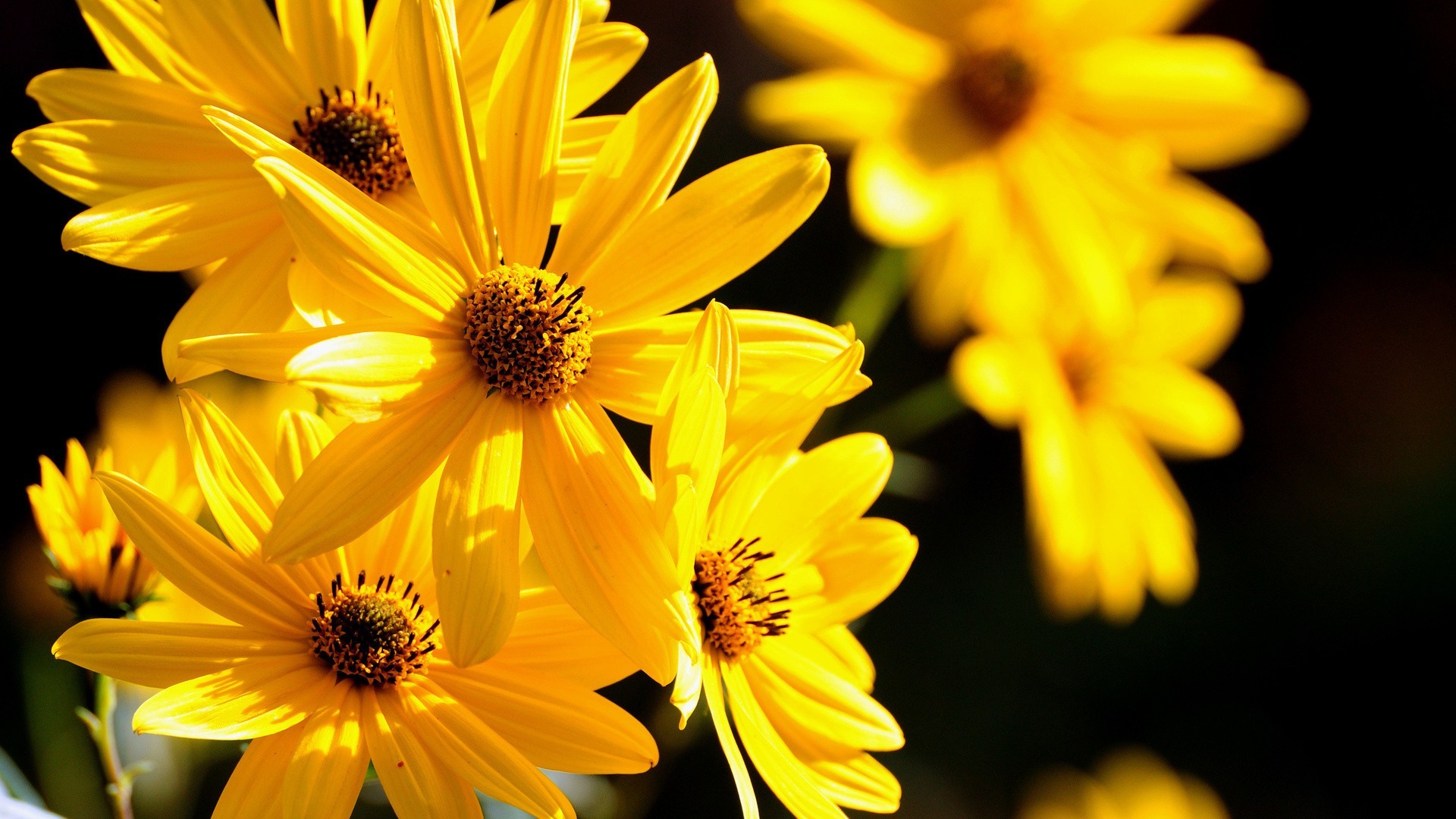 nahaufnahme blume natur flora sommer hell schön blütenblatt farbe blatt blumen blühen garten