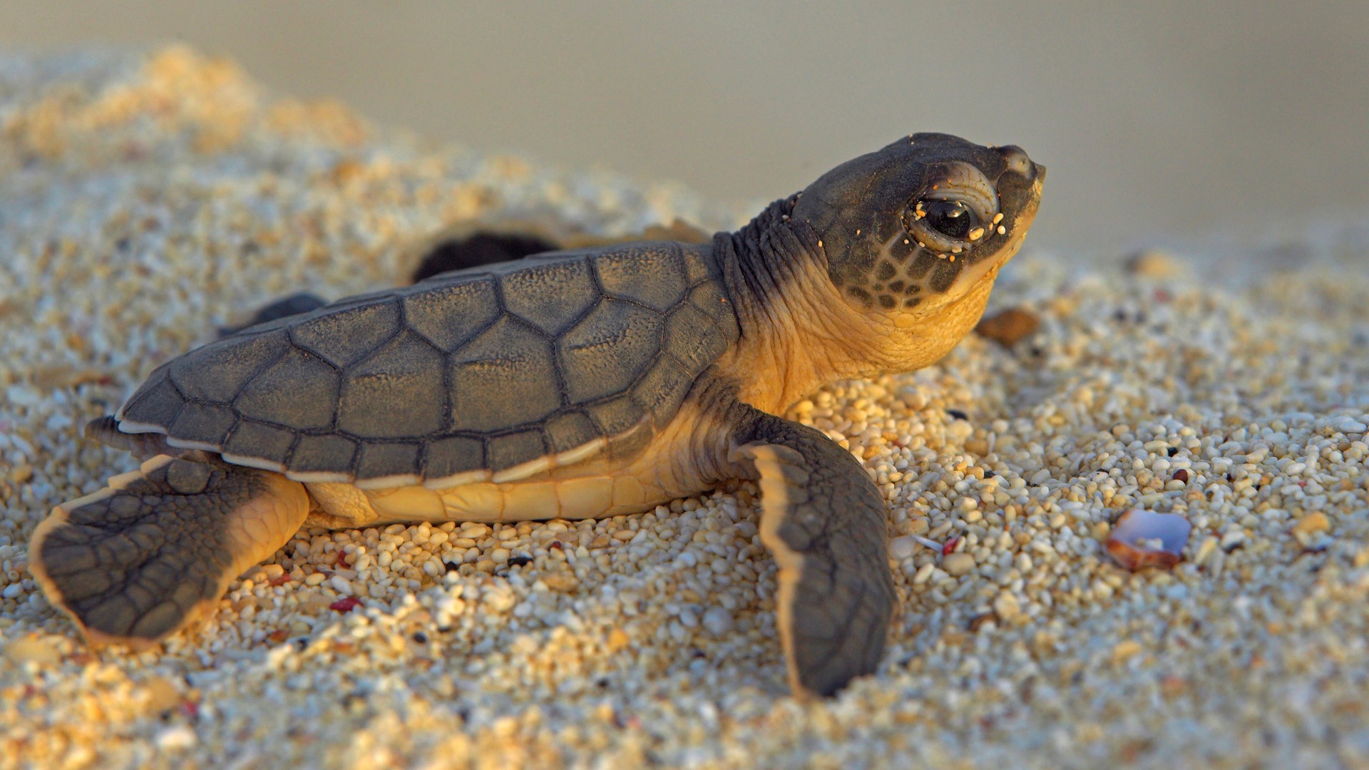 animales gazoo tortuga tortuga concha naturaleza vida silvestre lento animal mascota anfibio solo zoología armadura duro