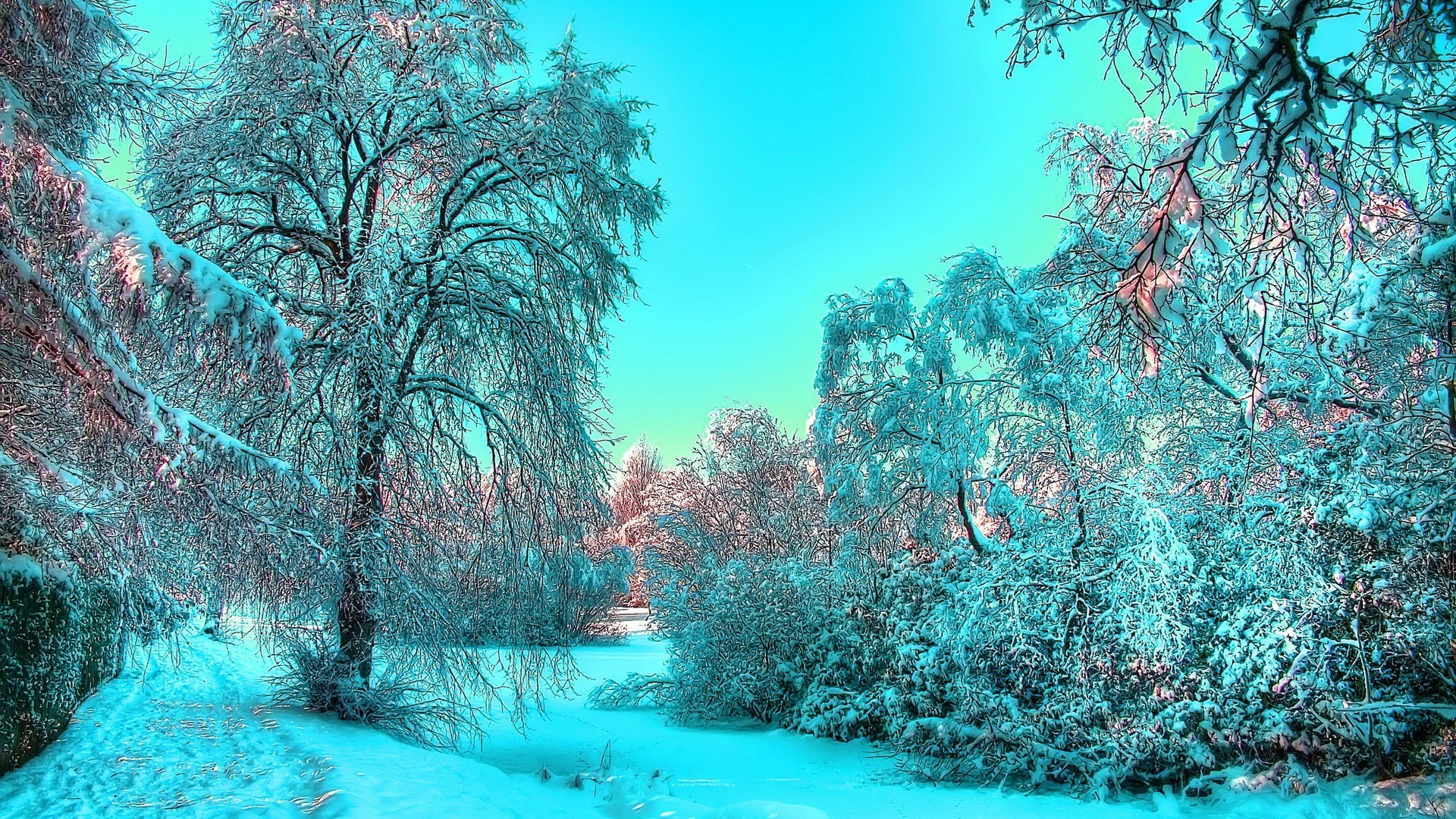 invierno árbol naturaleza temporada madera paisaje escarcha rama frío nieve agua claro escena buen tiempo hermoso escritorio