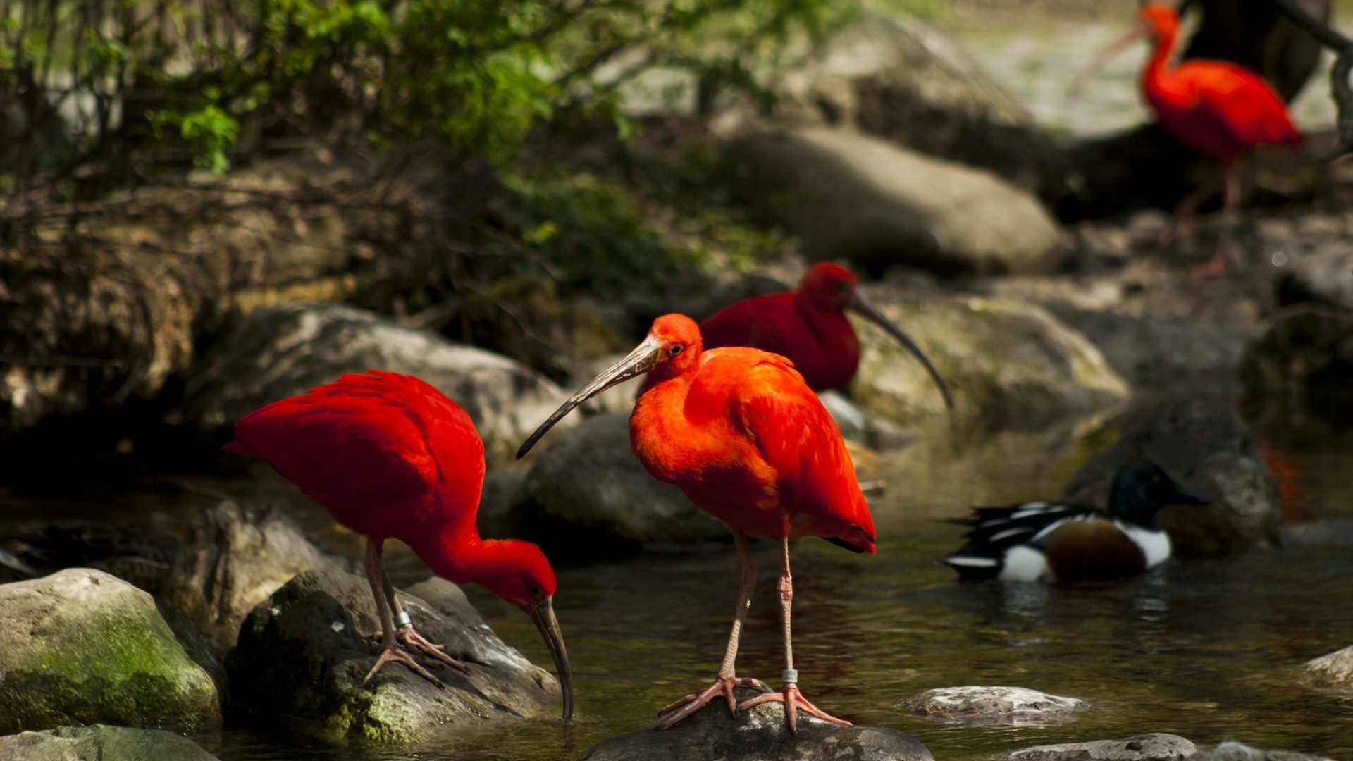 animaux oiseau faune nature eau sauvage à l extérieur animal lac