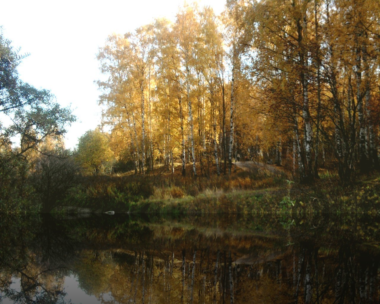 foresta autunno albero parco foglia legno paesaggio natura stagione ramo alba ambiente scena acero scenico bel tempo paesaggio luminoso riflessione all aperto