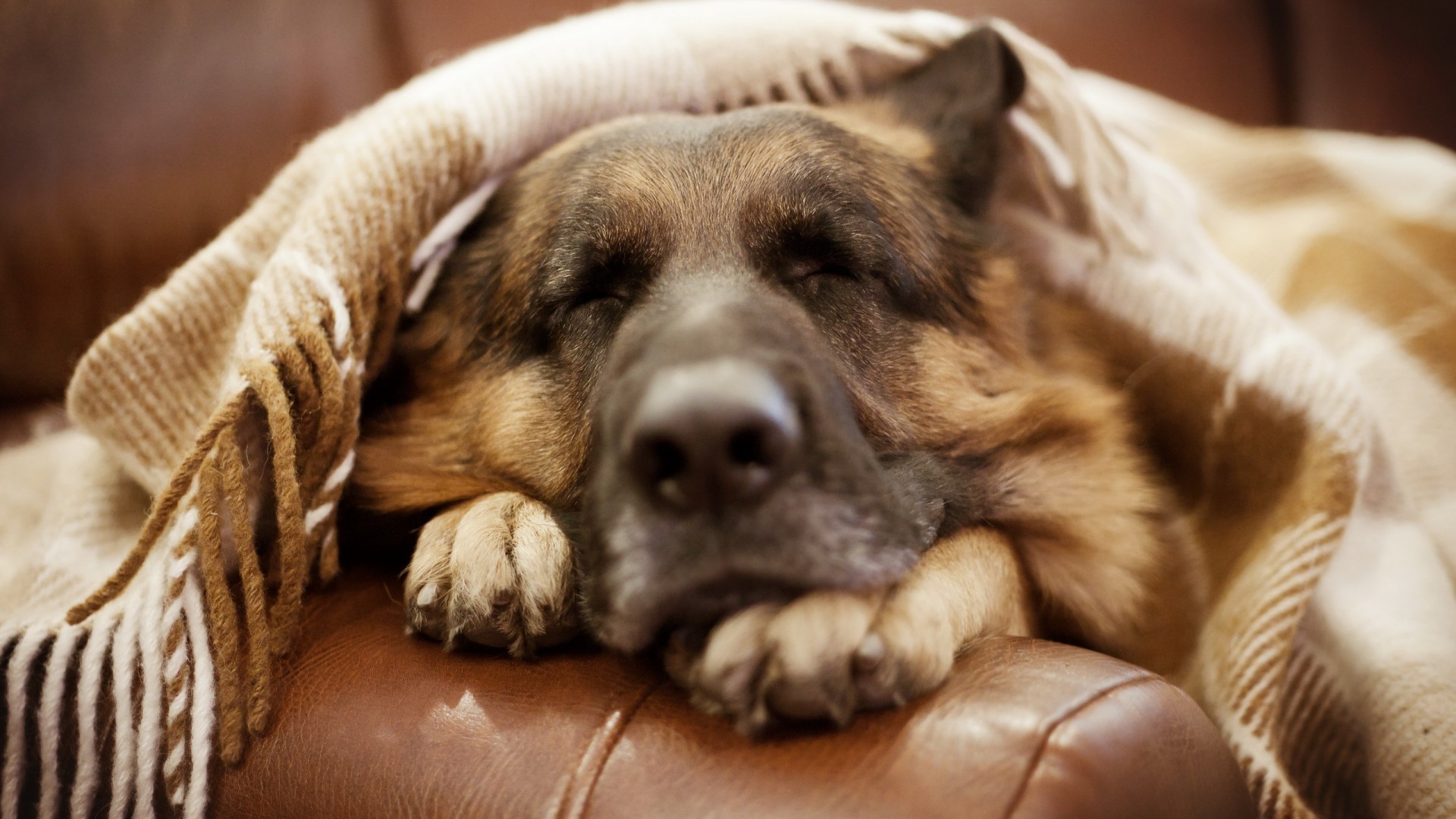 perros perro lindo cachorro perro mamífero mascota animal pequeño retrato sueño pelaje