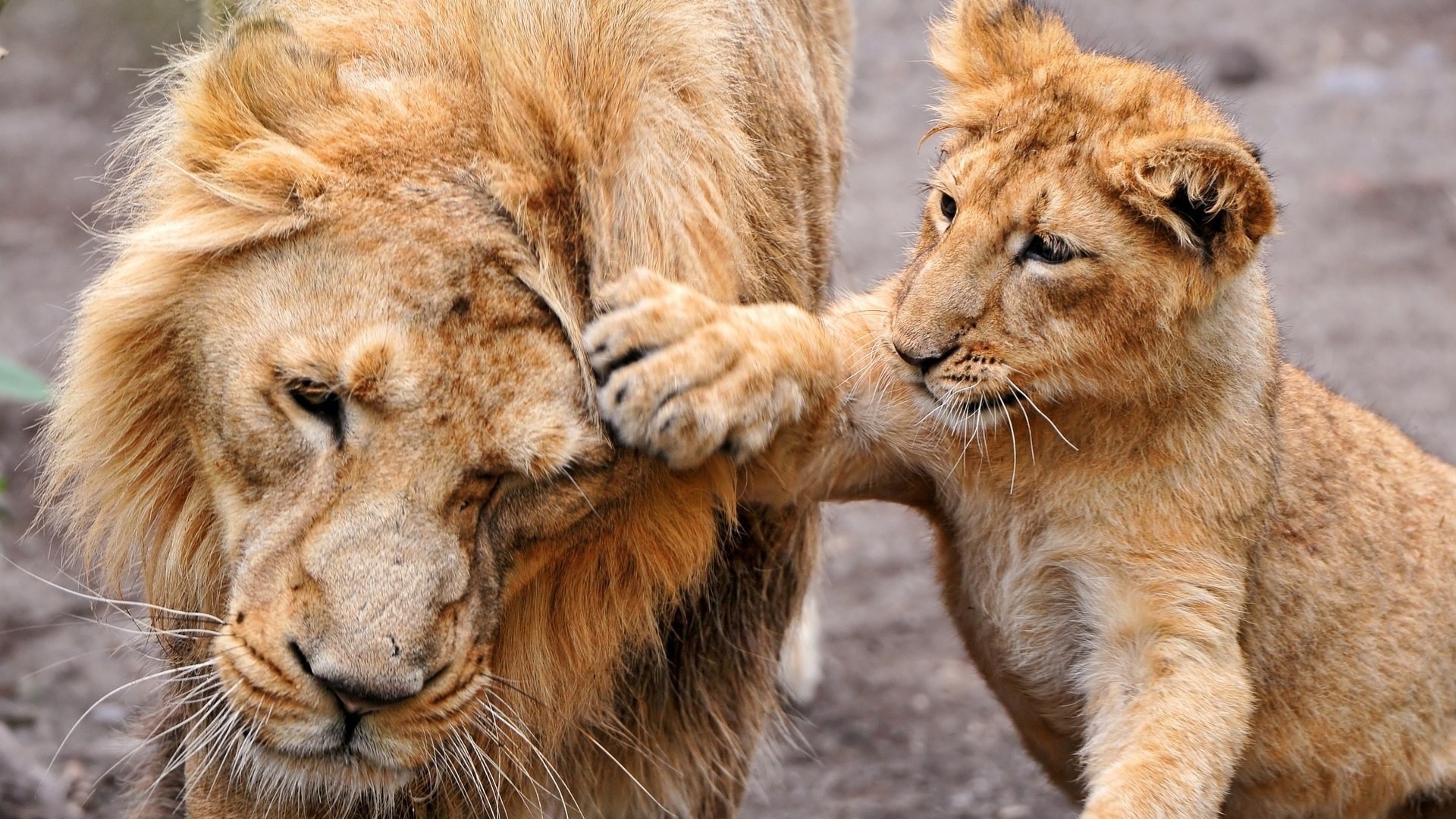 löwen katze löwe tierwelt tier säugetier raubtier fleischesser safari pelz wild groß natur jäger zoo porträt auge löwin gefahr manet panther