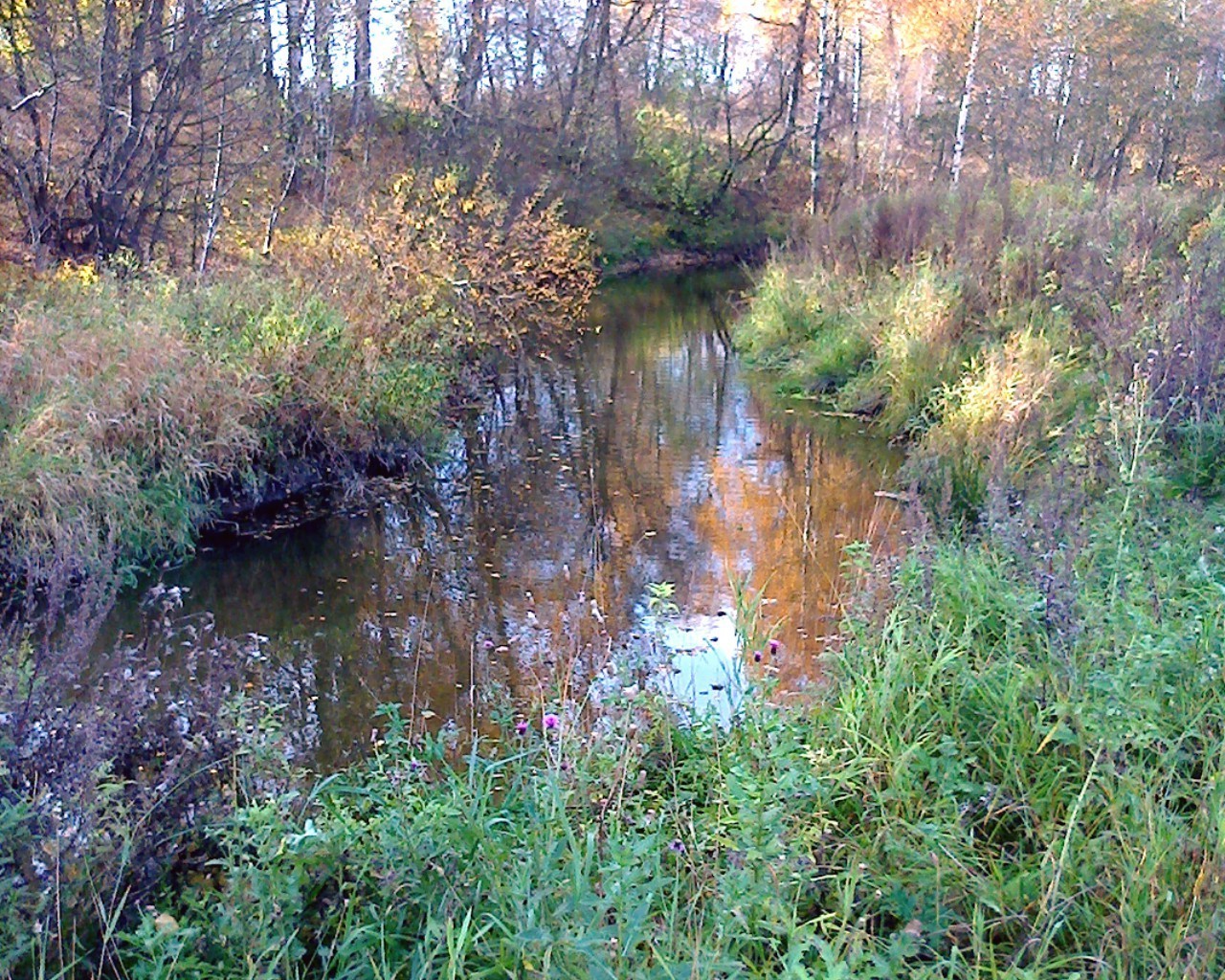 jesień woda natura drewno krajobraz rzeka na zewnątrz odbicie jesień drzewo park liść strumień sceniczny dzika trawa jezioro świt środa