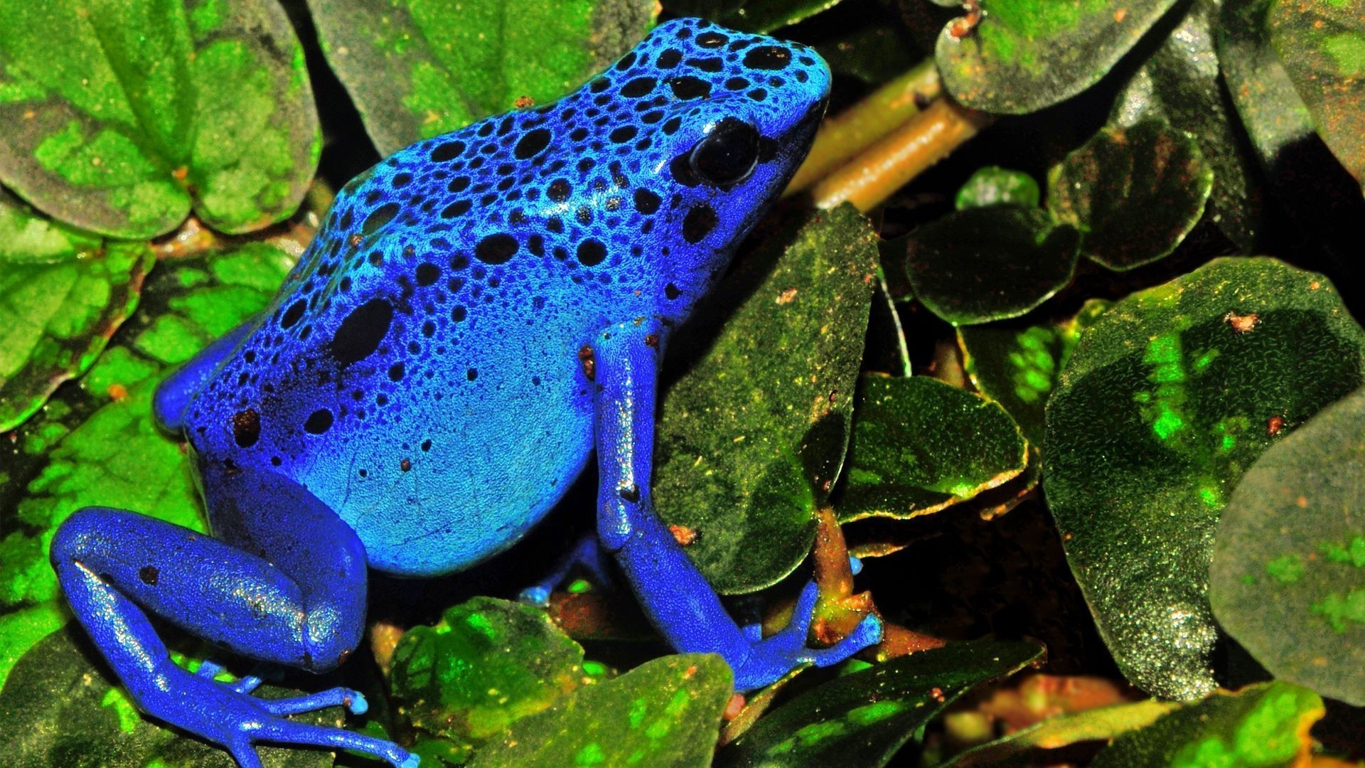 reptiles y ranas rana anfibio naturaleza vida silvestre agua al aire libre animal hoja