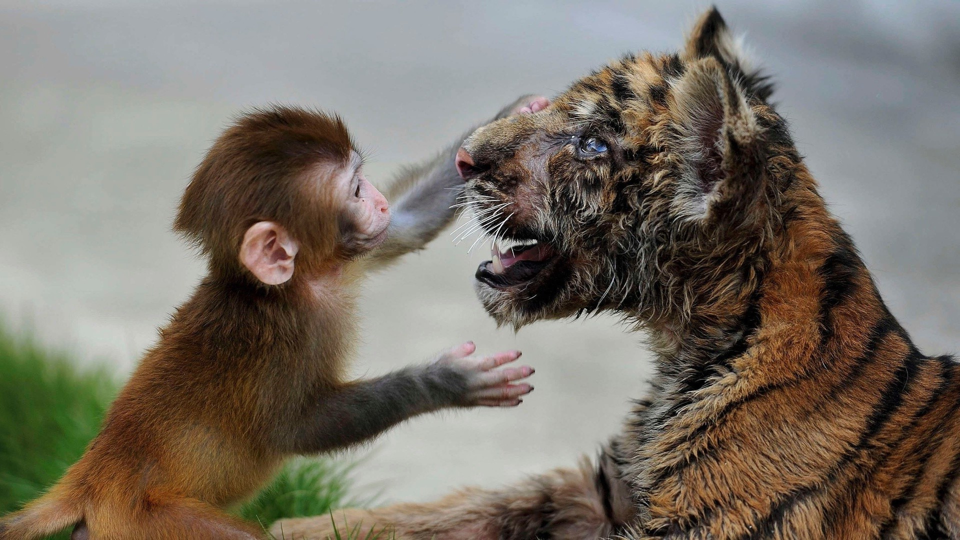 zwierzęta ssak portret przyroda zwierzę słodkie futro natura zoo