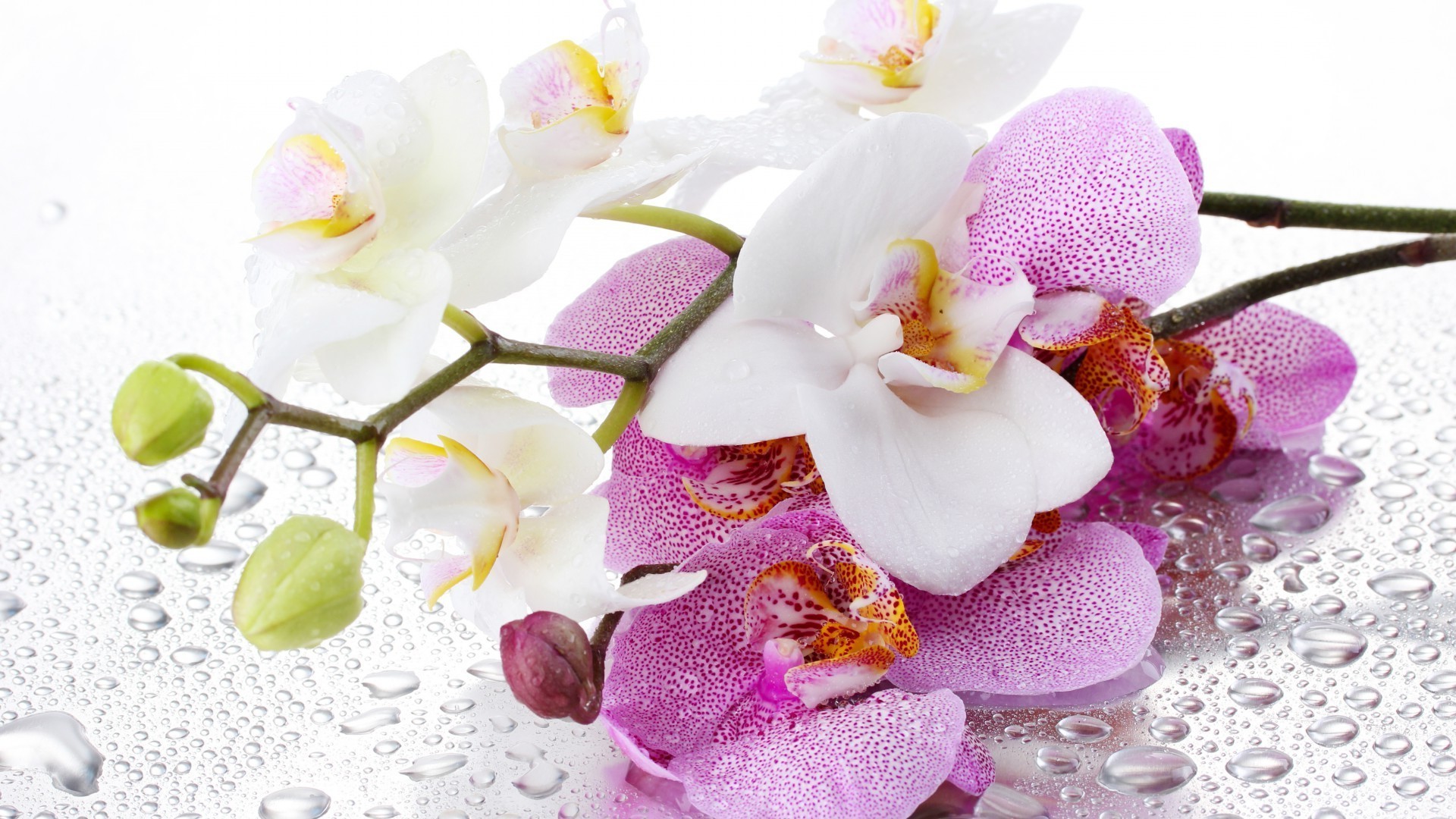 orchids flower nature beautiful tropical bright close-up petal flora leaf romantic romance floral desktop