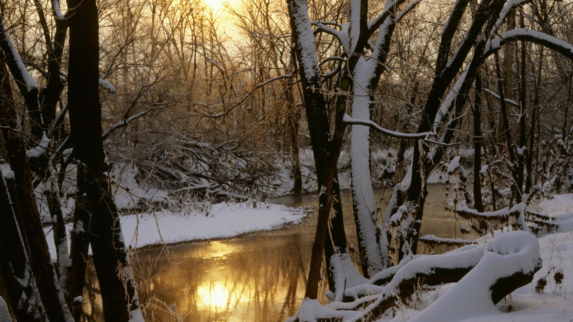 rivières étangs et ruisseaux étangs et ruisseaux hiver neige bois bois froid paysage nature automne gel glace congelé météo branche saison parc à l extérieur aube eau beau temps