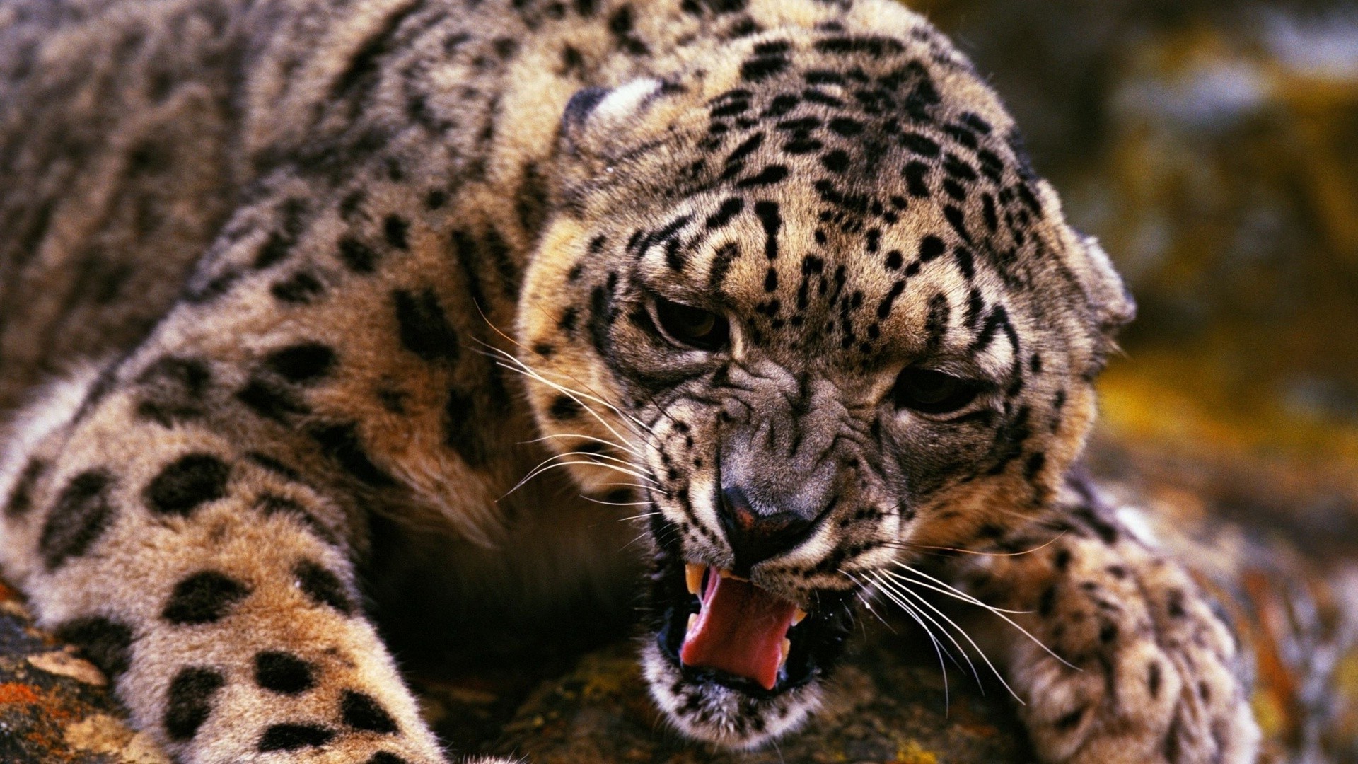 animais vida selvagem gato mamífero animal natureza leopardo jardim zoológico predador selvagem pele safari comedor de carne caçador tigre grande selva retrato cabeça olho agressão