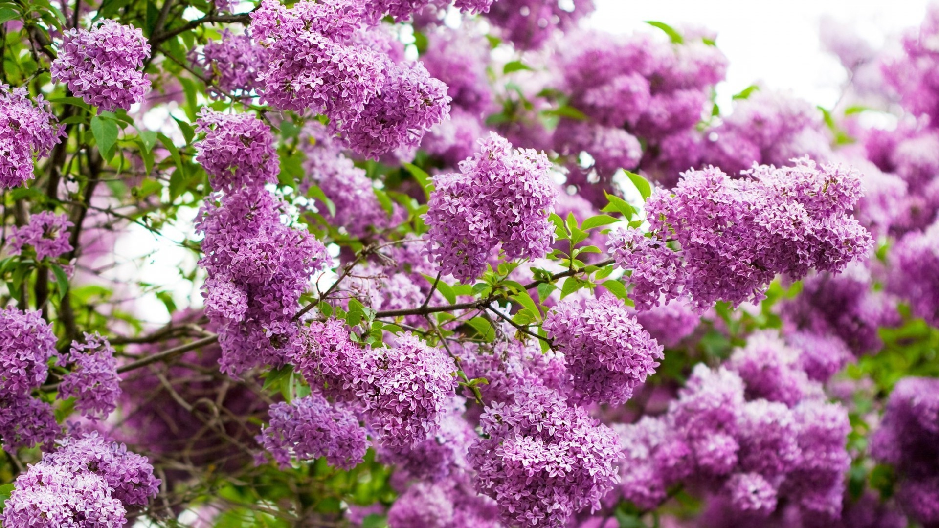 the flowers on the trees flower flora garden branch nature tree season growth leaf blooming bright summer floral color shrub