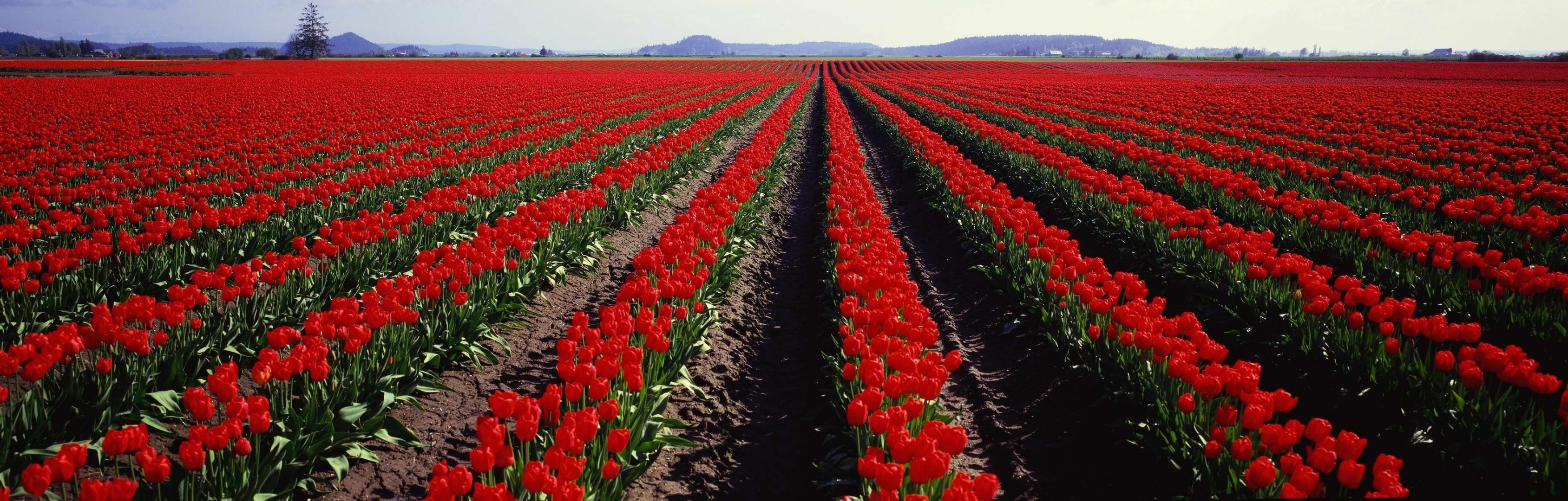 flores tulipán flor campo agricultura crecimiento jardín granja flora naturaleza bluming al aire libre color rural pétalo floral paisaje filas hoja tierras cultivadas