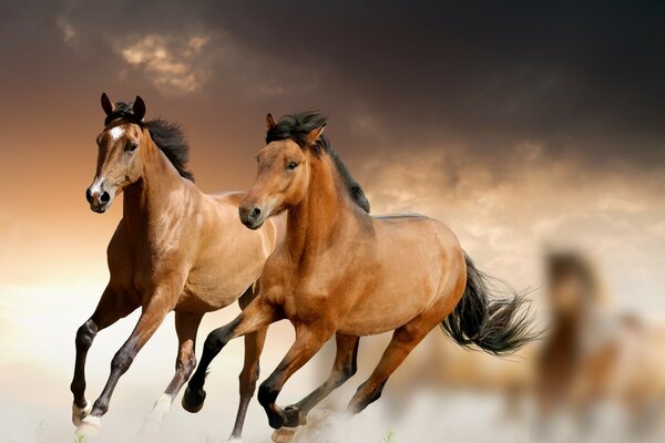 Atların sürüsü soyut bir alanda koşuyor
