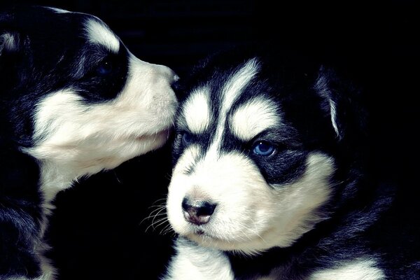 Zwei entzückende Husky-Welpen