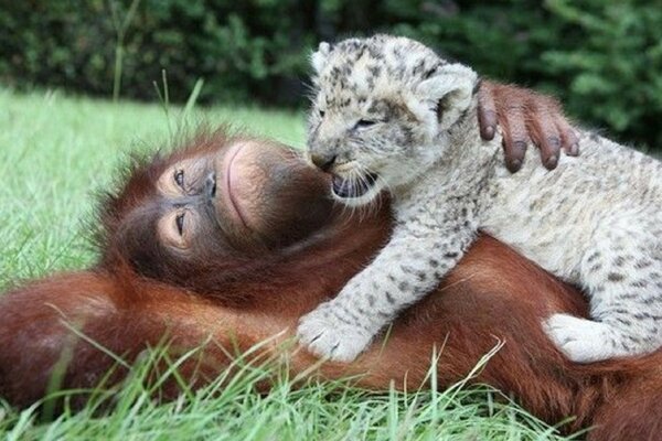 Imagem de animais em um parque de vida selvagem