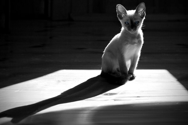 Chat Monochrome sur le sol