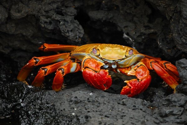 The crab got out on the dark sand