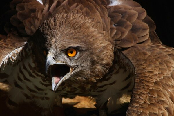 Ein Adler aus der Umgebung einer wilden Priproda