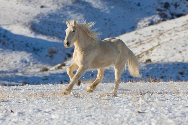 Horse in winter outdoors