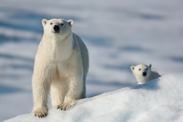 Orso polare e il suo orsacchiotto sulla neve