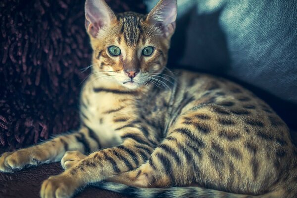 Bengal cat with green eyes