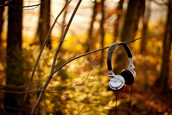 Alguém deixou fones de ouvido na floresta em um galho