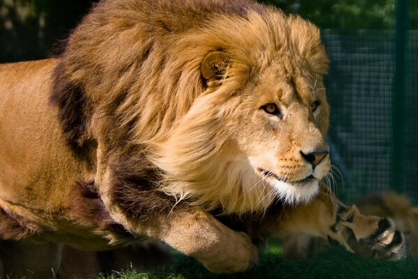 Photo d un Lion dans la nature en sautant