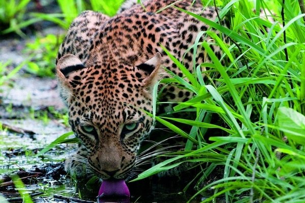 Leopardo no fundo da grama verde