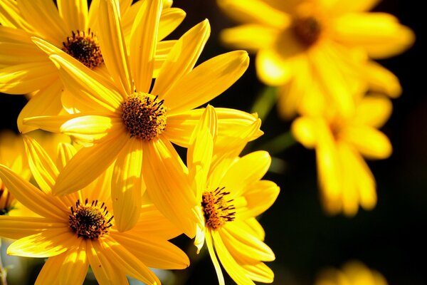 Bright yellow flowers close-up