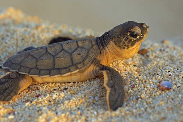 Eine kleine Schildkröte liegt auf dem Sand