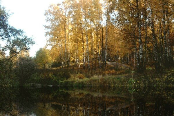 Brzozy w lesie nad jeziorem jesienią