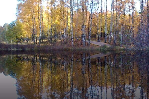 Bouleaux au bord d un lac propre