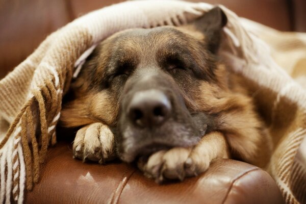 Schäferhund Versteck Decke schläft auf der Couch