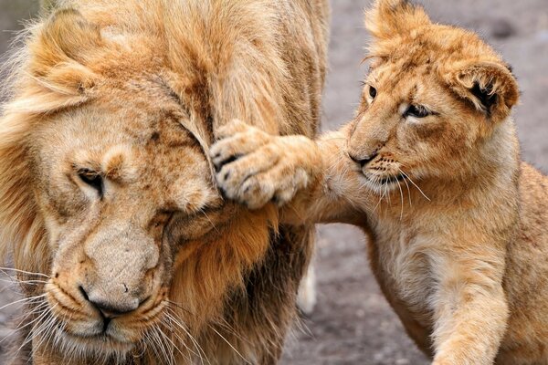 A lion with a lion cub in the wild