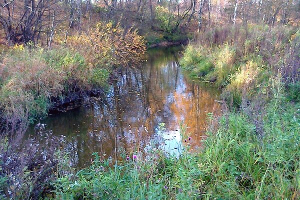 Затянуло бурой тиной гладь старинного пруда