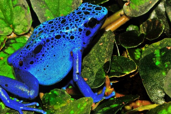 A blue frog is sitting on leaves