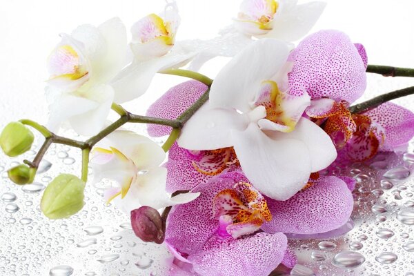 Balyk and pink orchids on wet