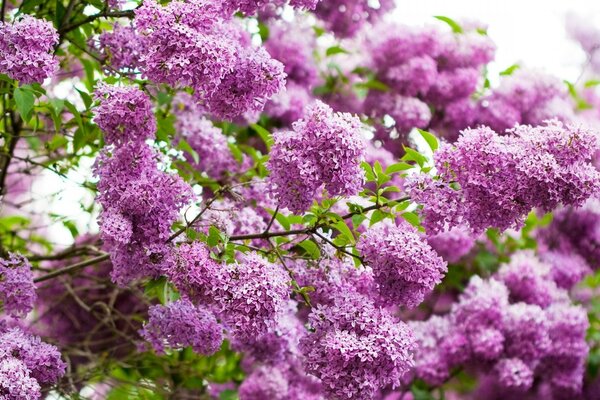 Lilac branches in the garden